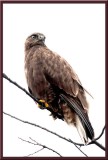 Rough-legged Hawk (Dark Morph)