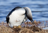 Pacific Loon with two eggs