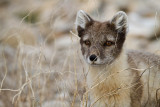 Arctic fox