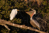 Egret v Pelican 5