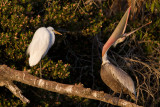 Egret v Pelican 2.4