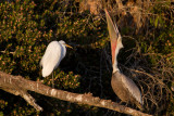 Egret v Pelican 2.6