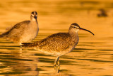 Sunset Whimbrel