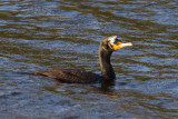 Double-crested Cormorant