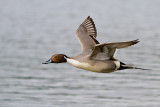 Northern Pintail