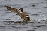 Northern Pintail