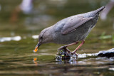 American Dipper with fry