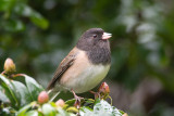 Dark-Eyed Junco