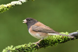 Dark-Eyed Junco