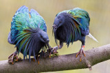 Nicobar Pigeon