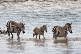 Zebras on their own