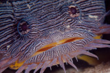 Toldfish - Peixe endmico de Cozumel