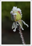 Frosted rose