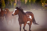 Triple X Ranch Horses 2