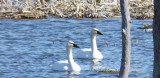 The second pair werent budging .. they were ~ 20 feet away from the ice pair