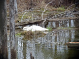 The secluded pond that can be seen from the trail