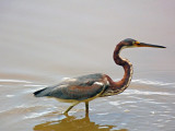 Tricolored Heron still fishing