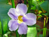 Orchids (Carambola Botanical Gardens)