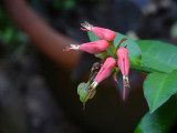 Carambola Gardens