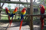 Scarlett Macaws - Victors Monkey Business