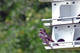 They were sure noisy, but we learned to love to hear them call.