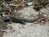 One of the few critters we saw on the islands
