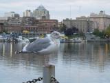 Thayers Gull - Adult nonbreeding (Sept - Apr)