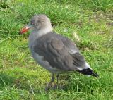 Heermans Gull - look at his eyes!!