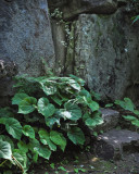 Leaf on Stone