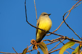 Western KingBird.jpg