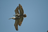 California Brown pelicans.jpg