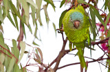 Blue Face Conure