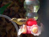 Female Hooded Oriole at my feeder.jpg
