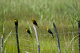 Group of Yellow Headed Blackbirds.jpg