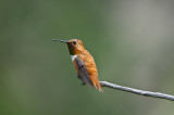 my hummingbird gallery