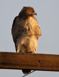 red tail hawk