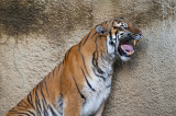 Sumatran Tiger.jpg