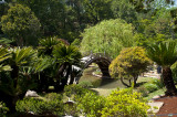 japanese garden.jpg