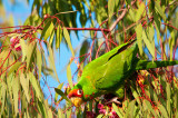 wild cherry head conure.jpg