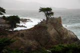 The Lone Cypress.jpg