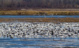 Snow geese (Chen caerulescens)