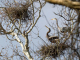 Great Blue Heron (Ardea herodias)