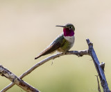 Broad-tailed hummingbird (Selasphorus platycercus)