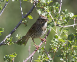 Lincoln's sparrow (Melospiza lincolnii)