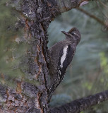 Red-naped sapsucker - Juvenile