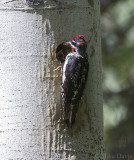 Red-naped sapsucker (Sphyrapicus nuchalis)