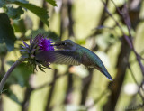 Broad-tailed hummingbird (Selasphorus platycercus) - female