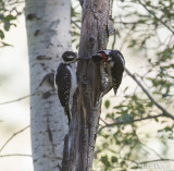 Hairy woodpeckers (Picoides villosus)