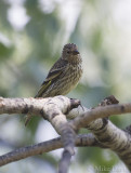 Pine siskin (Spinus pinus)