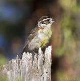 Black-headed grosbeak (Pheucticus melanocephalus) - female